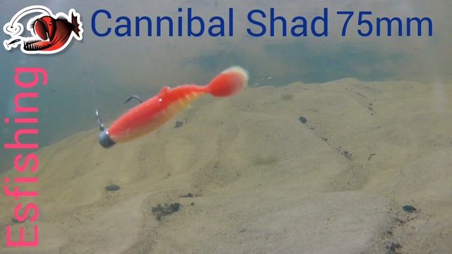 Игра приманки под водой. Cannibal Shad 3" (75mm). смотреть онлайн