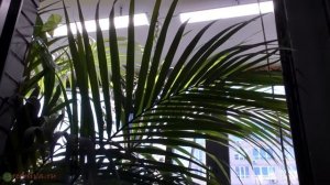 Растения в квартире. В гостях у Сергея Трофимова.