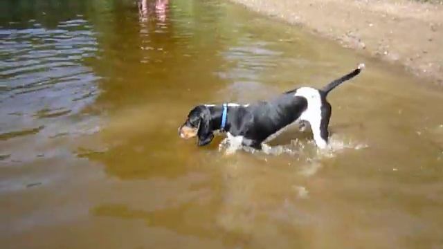 I berňáci plavou..:o) смотреть онлайн