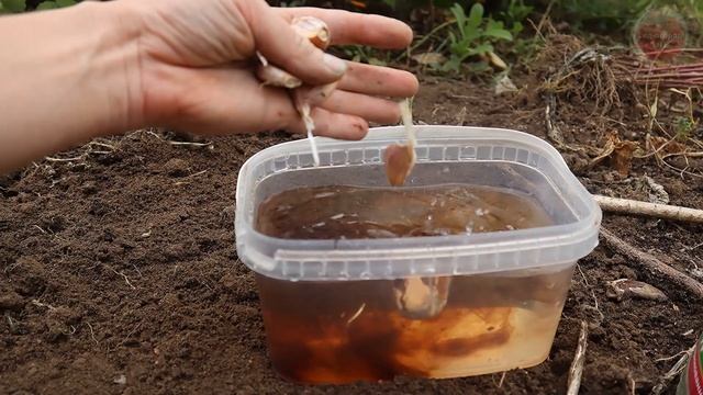 Без этого теперь чеснок под зиму не сажаю! Попробуйте сами растет крупным и чистым. смотреть онлайн