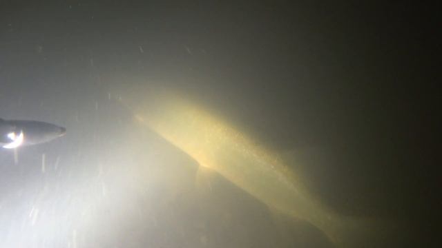 Нарезка с подводной охоты, удачных и не очень моментов. смотреть онлайн