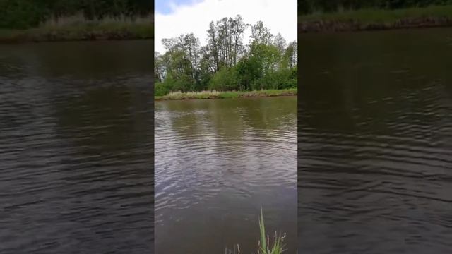 Ловля Карпа на поплавок #shortvideo #carpfishing #рыба #природа #рыбалка #карп #carp #озеро #poland смотреть онлайн