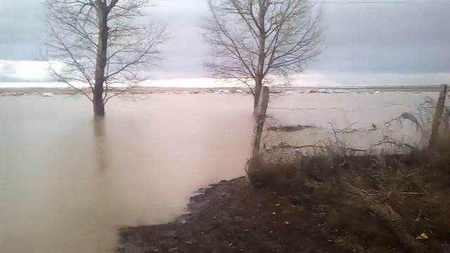 Шуйское смотреть онлайн