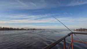 Корюшка на фидер. Волхов. #корюшка #фидер #рыбалка