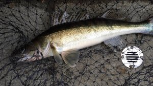 Рыбалка на судака в Десногорске. Открытие весеннего сезона.