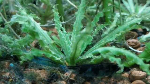 Cardinal Tetra Care Guide смотреть онлайн