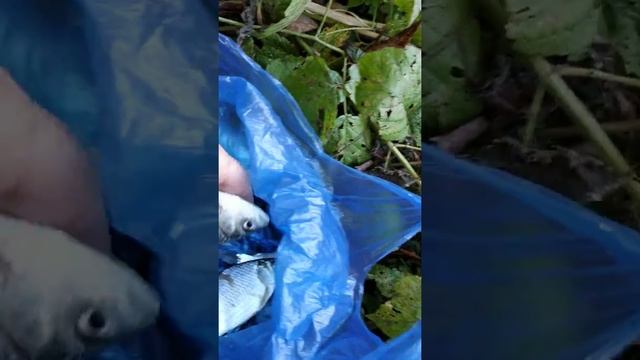 Наловили карасей на опарыша хороший улов смотреть онлайн