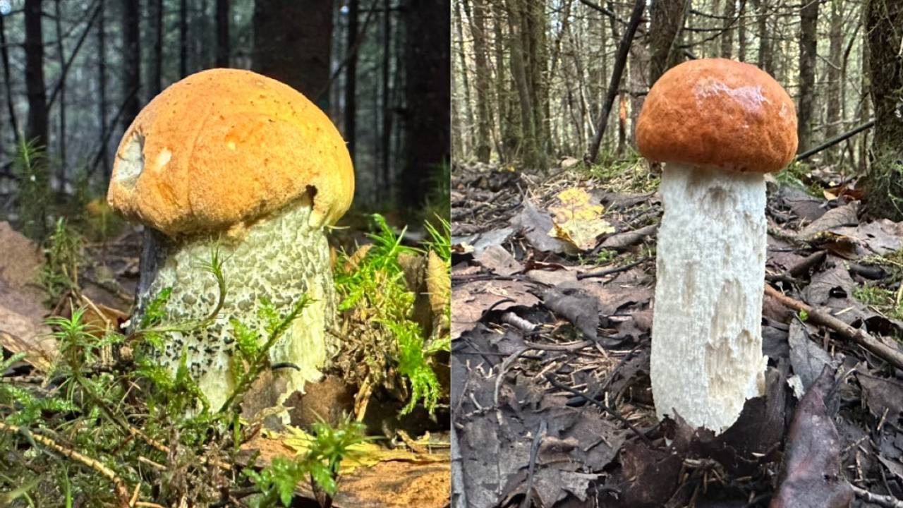 МОРЕ ПОДОСИНОВИКОВ В ОСЕННЕМ ЛЕСУ ! СОБРАЛ ОЧЕНЬ МНОГО ГРИБОВ ЗА ПАРУ ЧАСОВ | ГРИБЫ 2024 смотреть онлайн