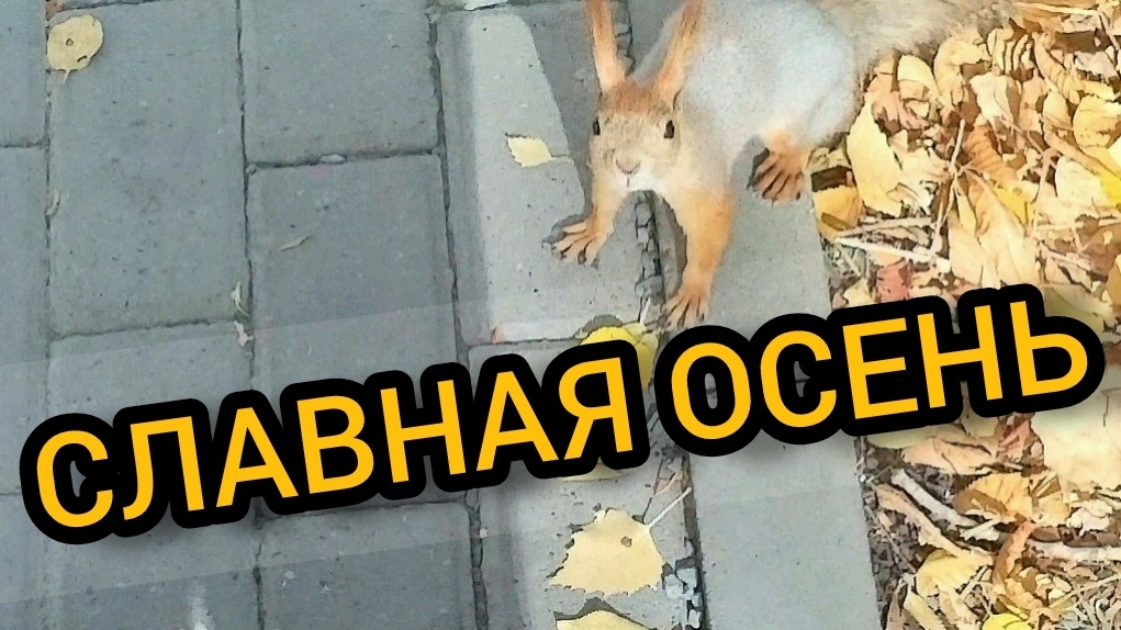 Ботанический сад осенью. г.Самара 03.10.2024 смотреть онлайн