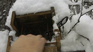 Охота на куницу капканами. Куница съела всю приманку.