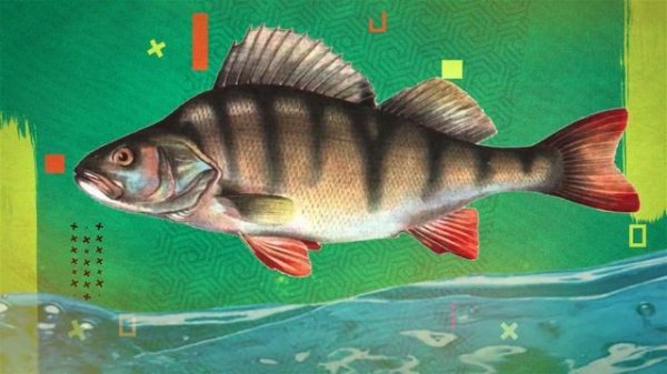 Почему рыбы не тонут? / Есть вопрос!