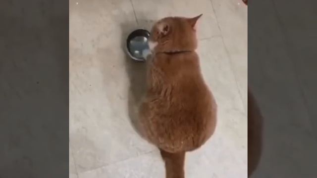 Funny Animals 2021 - Cat And Dog Funny Videos - Dog Fails Compilation Funny