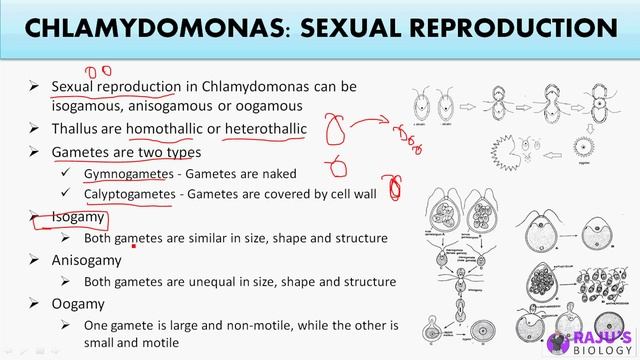 Chlamydomonas Sexual Reproduction | Plant Kingdom in Tamil (4) смотреть онлайн