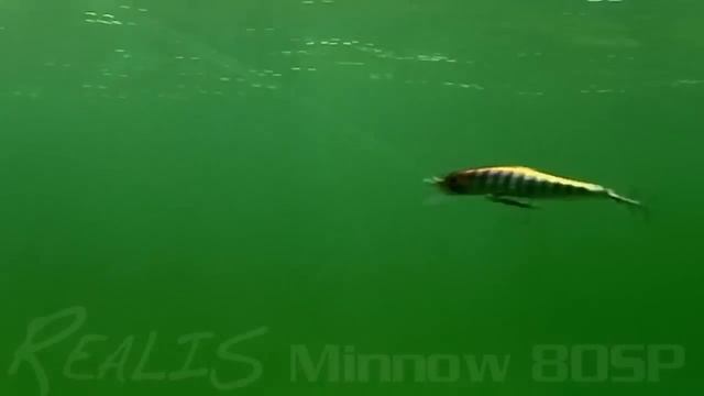 DUO Realis Minnow 80SP Action смотреть онлайн