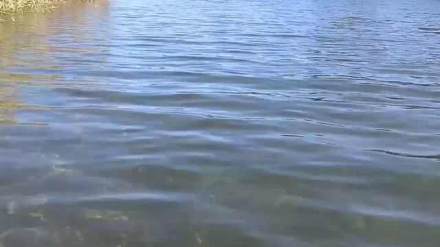 PONTOON21 Loco Perro (Underwater video of Loco Perro) смотреть онлайн