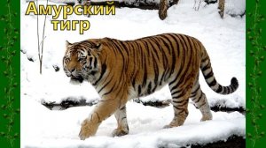 Дикие Животные России