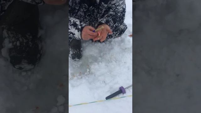 Наши парни подобрали ,, ключик ‘’ и теперь активно ловят форель в середине дня !!! смотреть онлайн