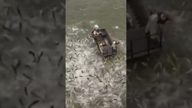 electric fishing смотреть онлайн