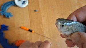 КАК НАСАЖИВАТЬ ЖИВЦА ПРАВИЛЬНО. Лучшие способы насадки живца