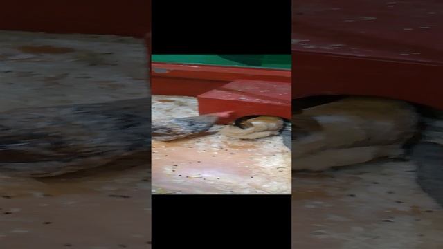 козы и петухи смотреть онлайн