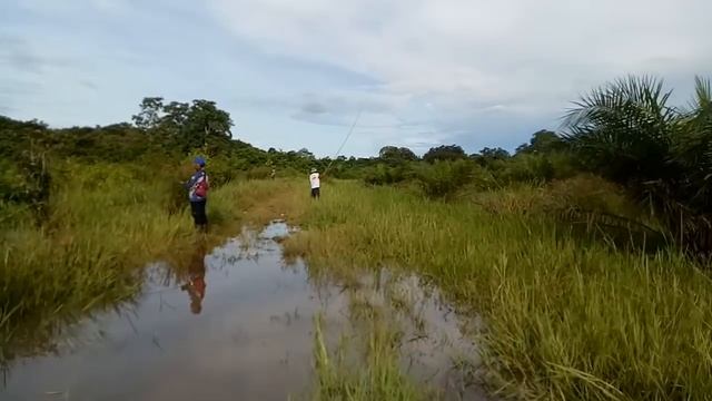 Mancing Ikan Gabus Tehnik Memair/ngentul/ndudul | Mancing Tradisional |