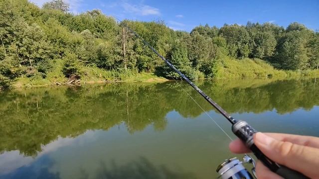 Silver Stream Neoline 602 и окуни.