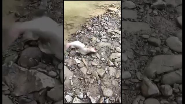 Ловля горбуши на воблеры 55 мм (6,2 гр) от Mr. Musurok