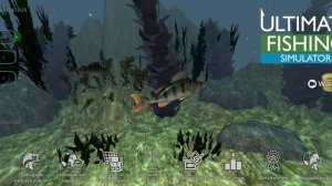 СЛОВИЛ АМУРА НА 15КГ! Пришлось отпустить(   ultimate fishing simulator