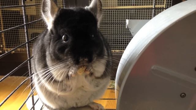 CUTEST Chinchilla Eating Shredded Wheat Cereal!