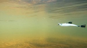 Zomber RELIGA Kite - твитчинг на месте