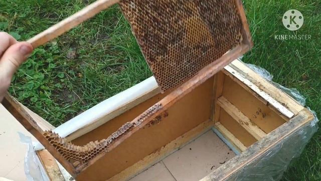 КАК ЛОВИТЬ РОИ. ПЧЕЛЫ БЕСПЛАТНО. КОМПЛЕКТАЦИЯ ЛОВУШКИ 🐝 смотреть онлайн