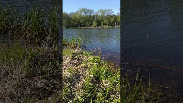 РЫБАЛКА на ПОПЛАВОЧНУЮ удочку 🎣 весна 🐟 река ЗУША 🎣 май 🌊🐟🎣🐟🌊🐟🌅🌲🌲🌲🏡🌀🌀🌀 смотреть онлайн