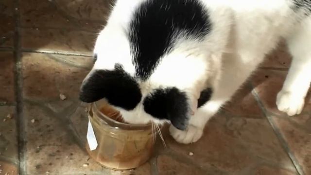 Находчивый кот смотреть онлайн