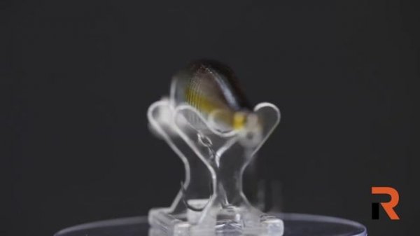 Lucky Craft Pointer 100SP