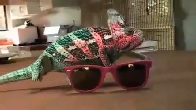 Хамелеон и очки от Ray Ban смотреть онлайн