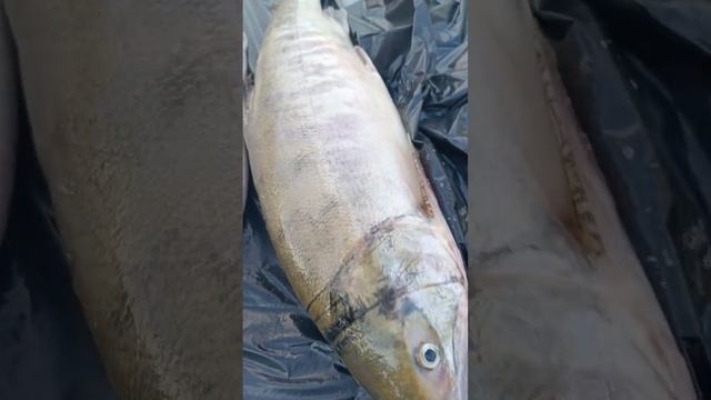 кетовая. #september #fish #fishing #рыбалка #рыба #кета #хабаровск #travel #путешествия #trip #car смотреть онлайн