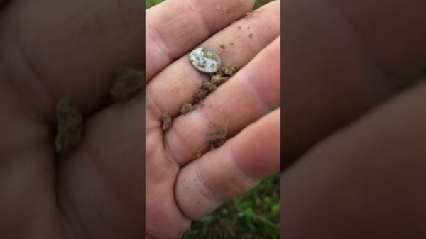 ВОТ ГДЕ МОНЕТА ЗАРЫТА