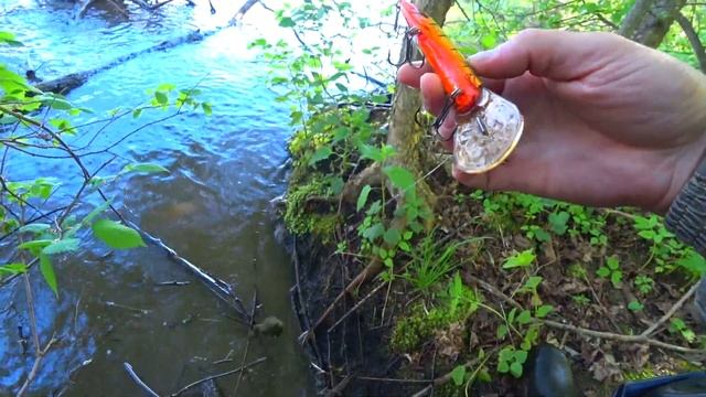 Ловля на спиннинг в забродниках.Трофейные окуни. #fishing #spinning #рыбалка #fishingvideo #fish
