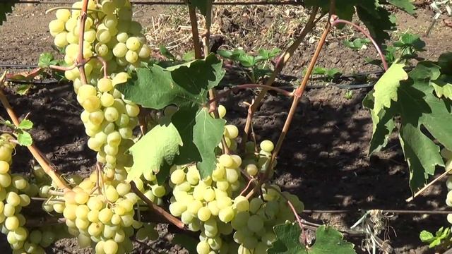 АНТОНИЙ ВЕЛИКИЙ смотреть онлайн