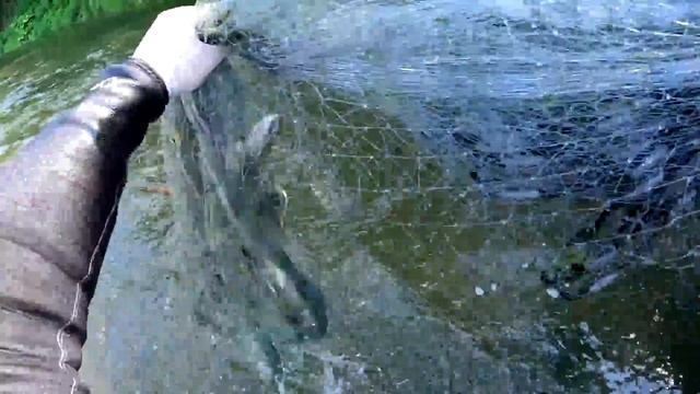 Рыбалка кастинговой сетью по горным рекам Дальнего Востока + рецепт посола красной рыбы смотреть онлайн