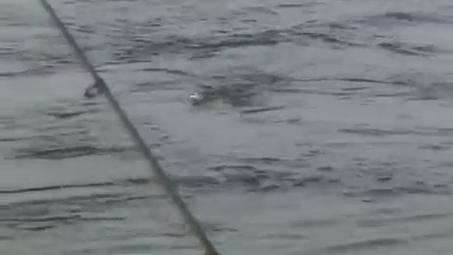 Ловля на поппер силиконовый Garry Angler смотреть онлайн