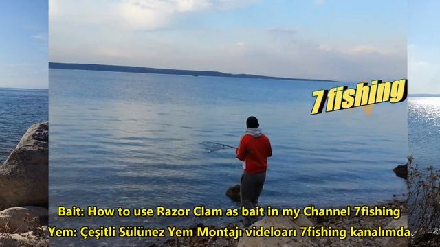 2si 1 Oltada LEVREK Ve SARPA Kıyı Yemli Balık Avı Sülünez Yem Ipi Ile Bağlama Surfcasting 7fishing