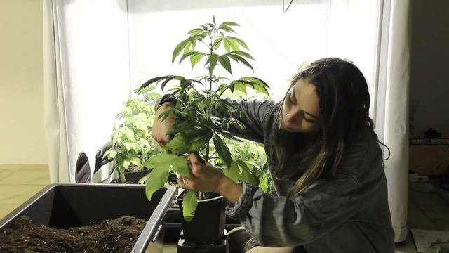 Marihuana Television News #44 - Especial GIRA LATINA "Cultivos", Argentina, Chile y Uruguay смотреть онлайн
