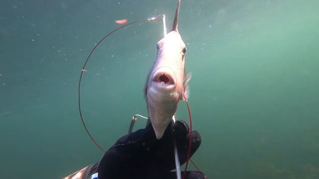 Trigger Fish Spearfishing IRELAND / Подводная охота