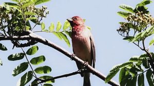 Природа. Звуки ручья в лесу.  Пение птицы Чечевица