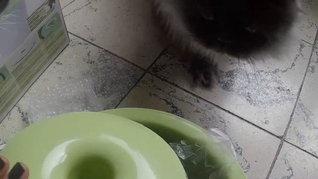 [UNBOXING] catit Design FRESH&CLEAR Drinking Fountain - feat. Cats смотреть онлайн