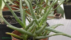 Алоэ - виды и уход.