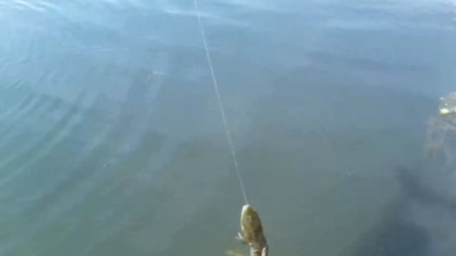 Друг поймал лягушку на удочку. смотреть онлайн