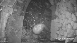 Хорек попадает в ловушку / Ferret in Trap