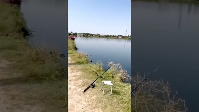 Советская, самодельная закидушка оказалась самой удачной в этот день. #fishing #carp #рыбалка смотреть онлайн